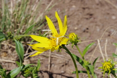 Helianthus cusickii