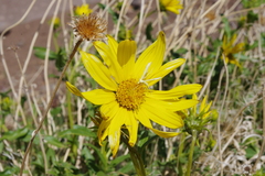 Helianthus cusickii