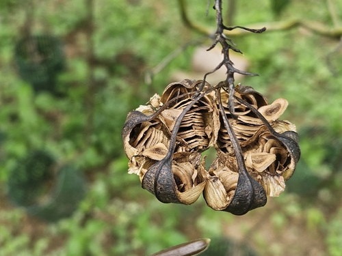 Aristolochia acuminata observed 2026-05-02
