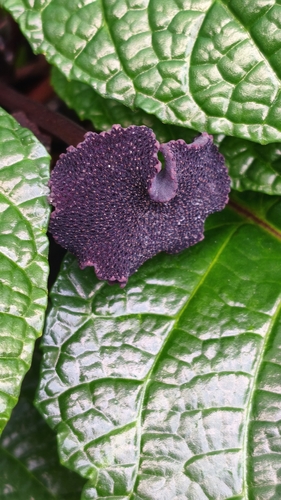 Dorstenia bahiensis