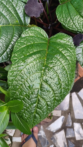 Dorstenia bahiensis