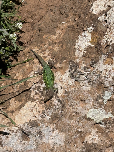 Andalusian wall lizard