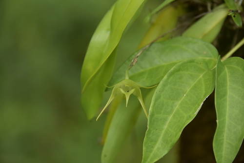 Aeranthes arachnites Lindl. 4