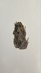 Eluru Dot Frog photo 2