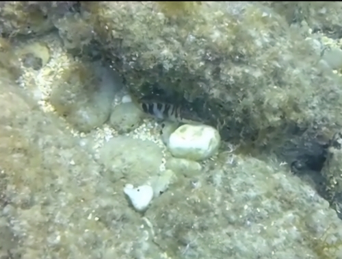Serranus scriba