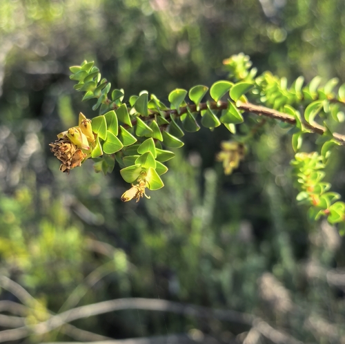 Penaea cneorum, photograph 3