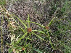 Cyperus odoratus odoratus
