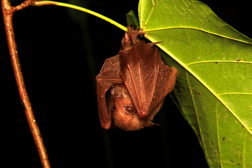 Macroglossus minimus