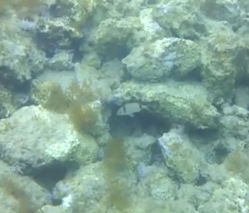 Diplodus vulgaris