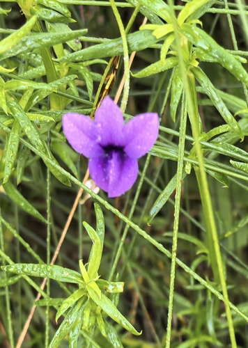 Monopsis unidentata, photograph 2