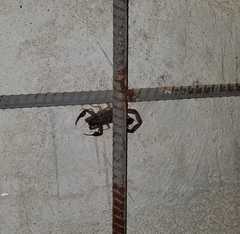 Centruroides margaritatus