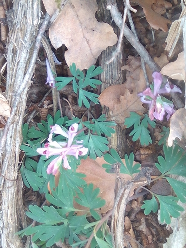 Image of Corydalis Paczoskii (Corydalis paczoskii) by (c) Михаил Орлов, some rights reserved (CC BY)