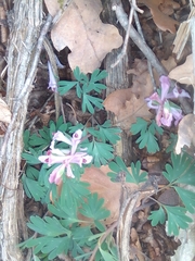 Corydalis paczoskii