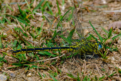 Western Clubtail