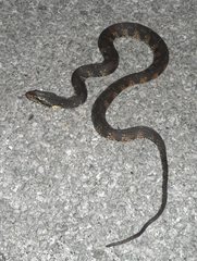 Nerodia fasciata image