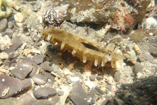 Pinna muricata observed 2026-05-02