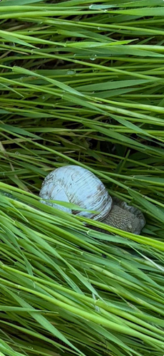 Roman Snail