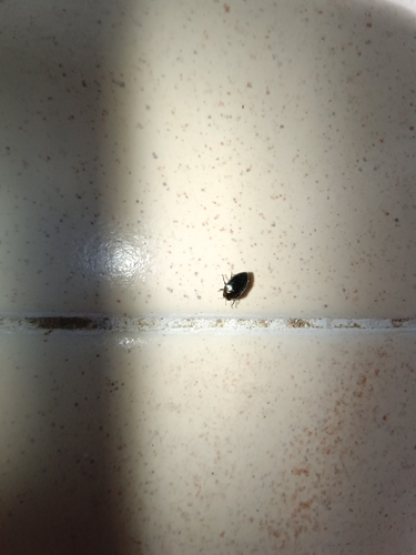 Trachys troglodytiformis