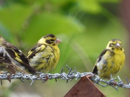 Yellow-breasted Greenfinch (Chloris spinoides), photo 3