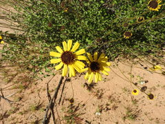 Encelia asperifolia
