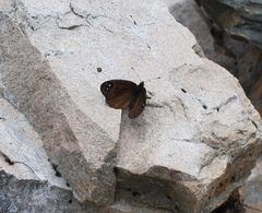 Percnodaimon merula