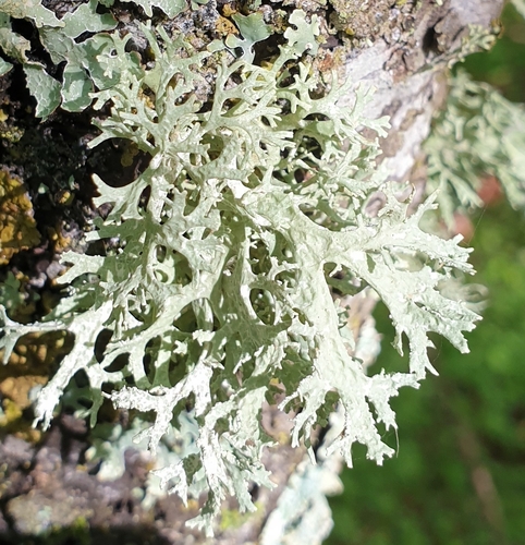 Oakmoss