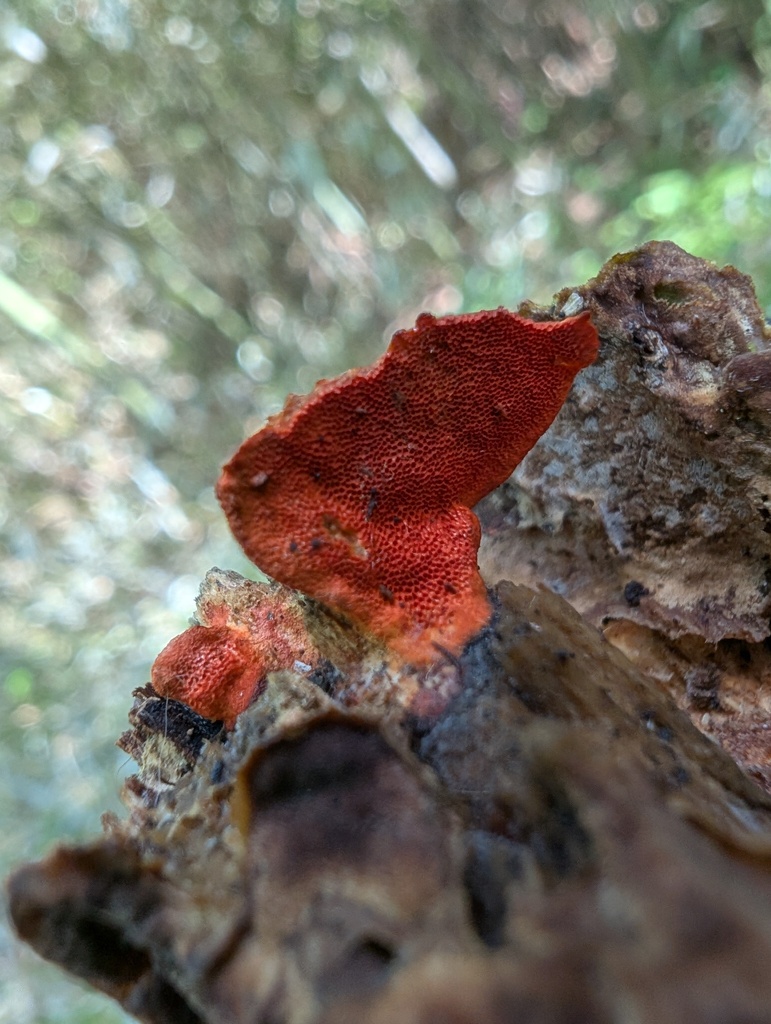 Trametes coccinea · May 2026 · photo: © atsushi_nakajima_cirque (iNaturalist, cc-by)