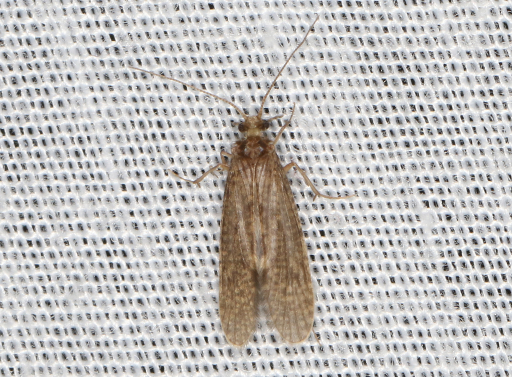 Tasimiidae