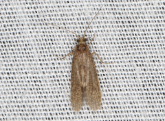 Tasimiidae