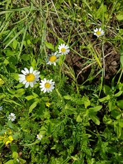 Anthemis pseudocotula