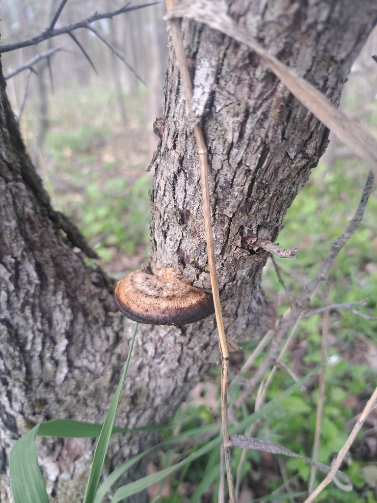Daedaleopsis confragosa · April 2026 · photo: © sirjohnny0 (iNaturalist, cc-by)