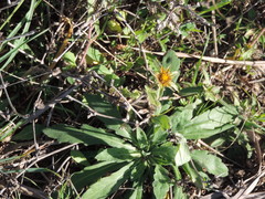 Pallenis spinosa spinosa
