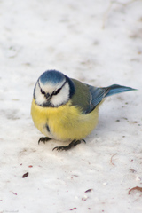 Cyanistes caeruleus