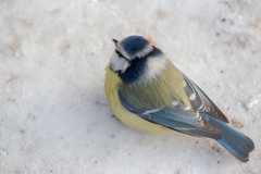 Cyanistes caeruleus