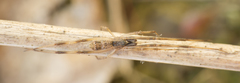 Episinus angulatus