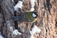 Parus major