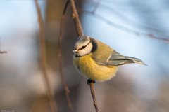 Cyanistes caeruleus