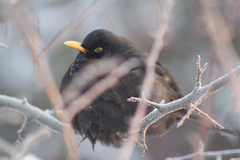 Turdus merula