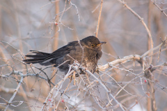 Turdus merula