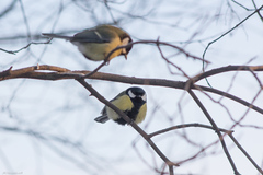 Parus major