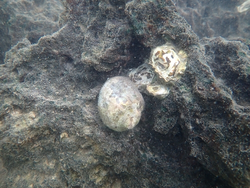 Vasula melones