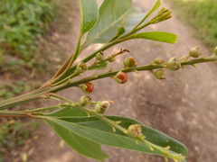 Citharexylum hexangulare