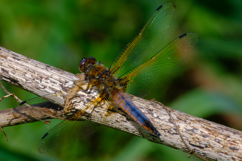 Scarce Chaser