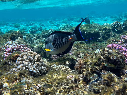 Acanthurus sohal