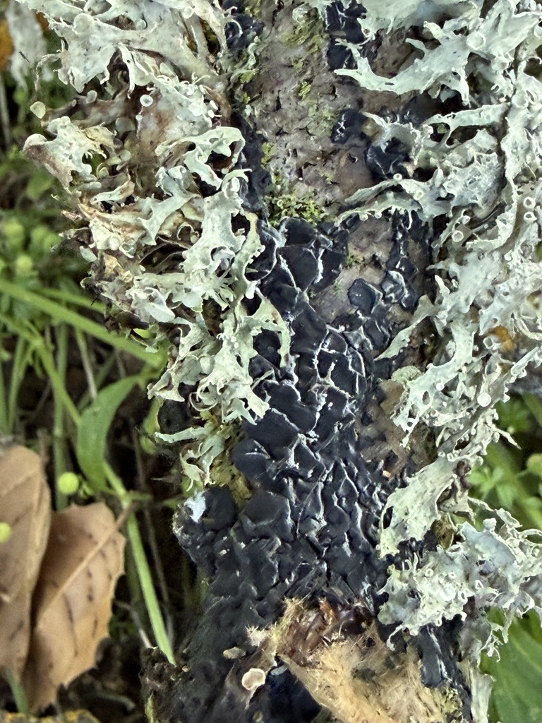 Exidia glandulosa · April 2026 · photo: © irinamitine (iNaturalist, cc-by)