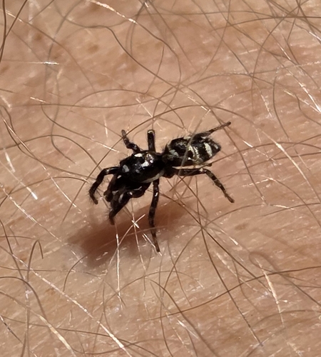 Zebra Jumping Spider, De Wittenkade, 1052 AE Amsterdam, Nederland, photo 10 of 10