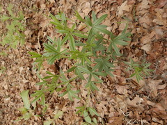 Pediomelum tenuiflorum