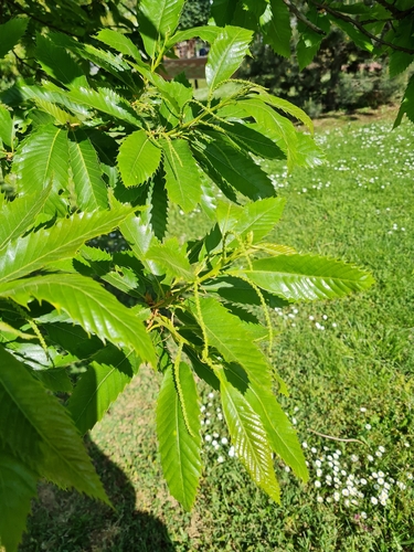 Sweet Chestnut