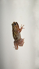 Eluru Dot Frog photo 3