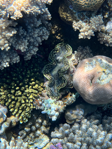 Tridacna squamosa